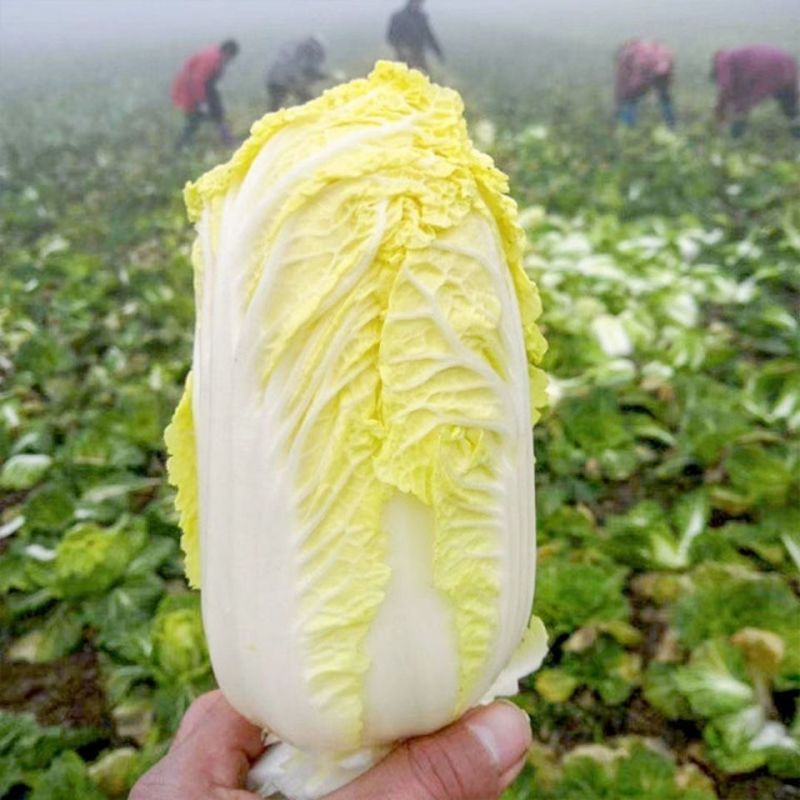 《现货供应中》大娃娃菜 自产自销 量大从优 随到随装