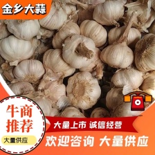 山东精品大蒜 新蒜 紫皮蒜 货源充足 量大从优 欢迎联系