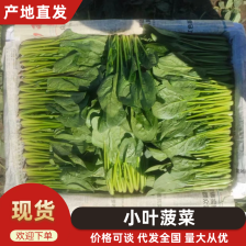 汝州老吴蔬菜种植代销代发