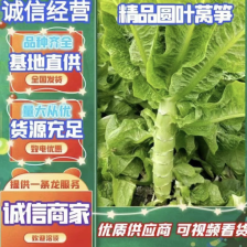 【推荐】兰陵红尖叶莴笋大量上市处理价格，支持各大市场商超