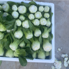 精品太湖菜，矮脚青