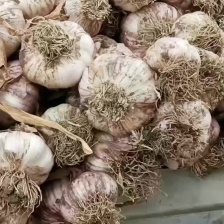 （实力供货）金乡大蒜 红皮紫皮储存量大 价位便宜 全国发货