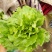 精品意大利生菜 商超供货品质保证 产地发货量大质优