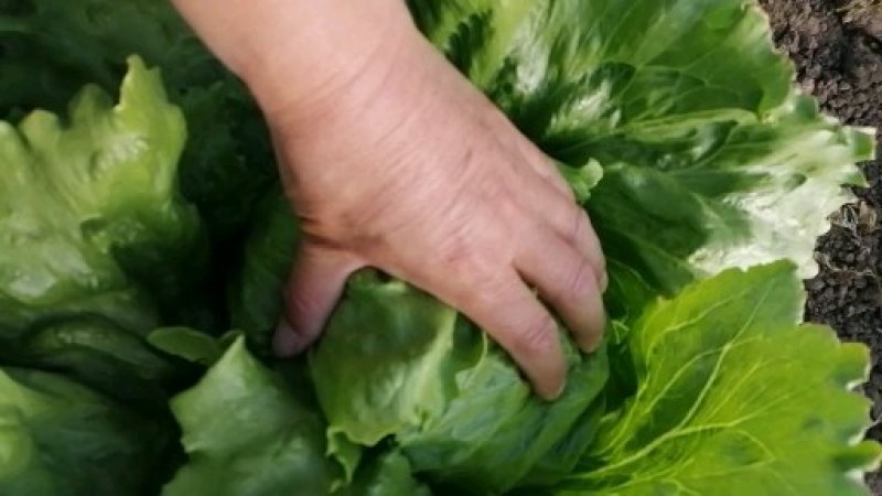 精品球生菜 产地直发 一手货源 对接全国市场