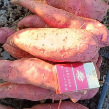 商署19上市条形细直表皮干净口感软糯署面干净按需分拣满意为止