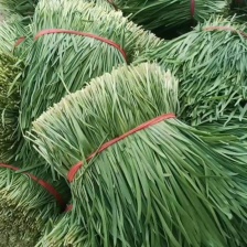 寿光韭菜， 水红根小叶韭菜，现割现卖，现场加工，