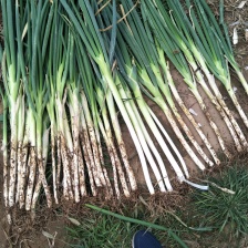 <font color=red>大葱</font>都是新鲜当季采挖精挑细选 低廉的