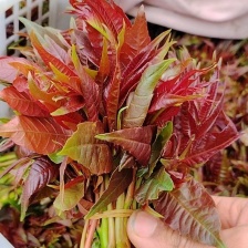 云南精品香椿芽红油香椿芽新鲜上市 品质保证产地直发