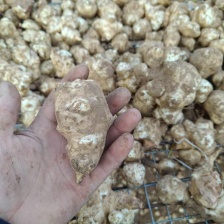 河北邯郸，洋姜，菊于