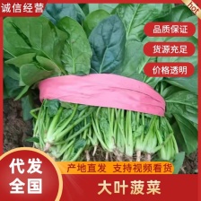 【大叶菠菜】河北精品菠菜，产地直发，品质保证，全国发货