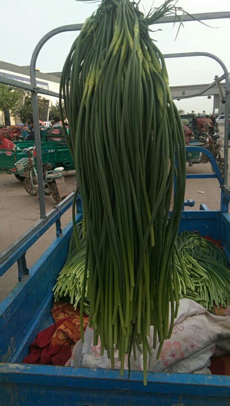 精品蒜苔 常年供货 保证质量 新鲜蒜薹 产地直发