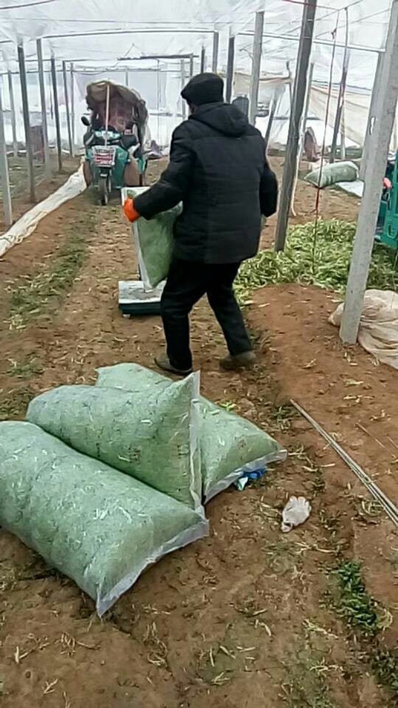 苦菊 20~25cm，山东大棚产品，昌寿瓜菜合作社