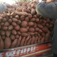 商品<font color=red>西瓜</font>红红薯1两以上1.1元