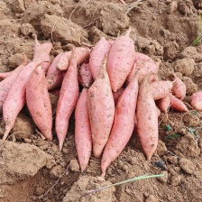 商品西瓜红红薯1两以上1.1元