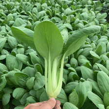 上海500亩苏州青