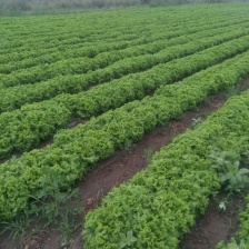 【优质推荐】供应全国商超丶市场 产地直发