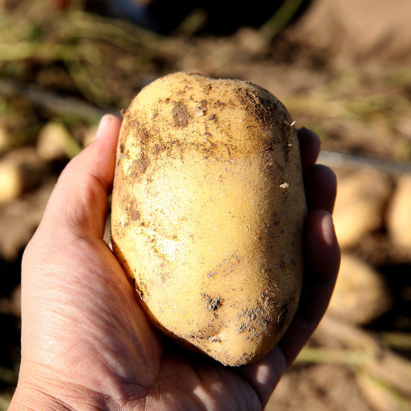 《226土豆&黄心土豆》内蒙古土豆 新土豆 产地代发全国