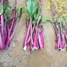 贵州创屹农业牛心菜