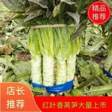 永安红莴苣 紫叶香莴苣