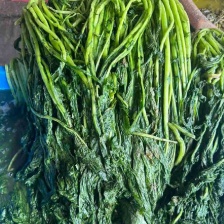 雪里红种子松叶腊菜种子香味浓郁 早熟 阳台耐寒晚熟花叶型