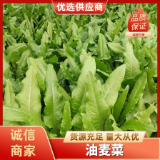 油麦菜 精品油麦菜 按需加工包装 承接商超社团供货配货