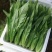 油麦菜 精品油麦菜 按需加工包装 承接商超社团供货配货