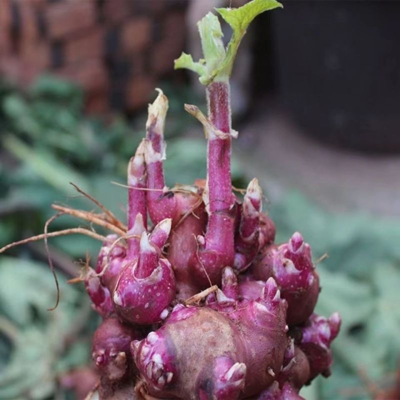 云南天山雪莲果新鲜水果9月开挖另有种植种苗