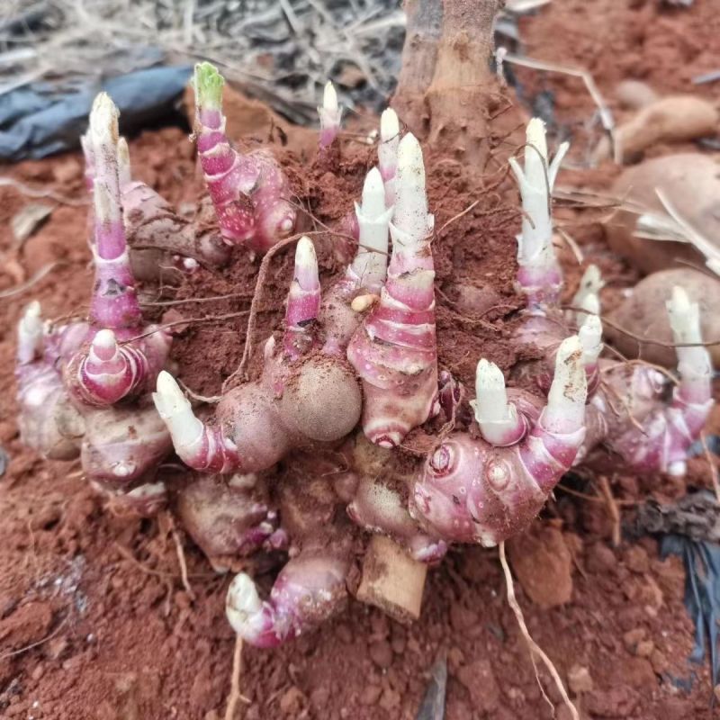 云南天山雪莲果新鲜水果9月开挖另有种植种苗