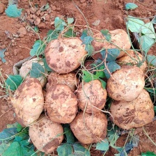 美丽的中国最南端生产岀漂亮的凉薯，又白又胖，甜脆无渣。