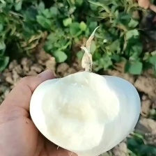 美丽的中国最南端生产岀漂亮的凉薯，又白又胖，甜脆无渣。