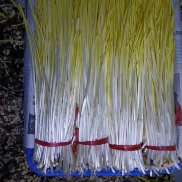 新鲜蒜黄大量上市产地一手货源支持物流发货