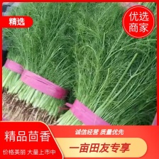 【推荐】精品茴香 河北茴香 大量上市 产地直销