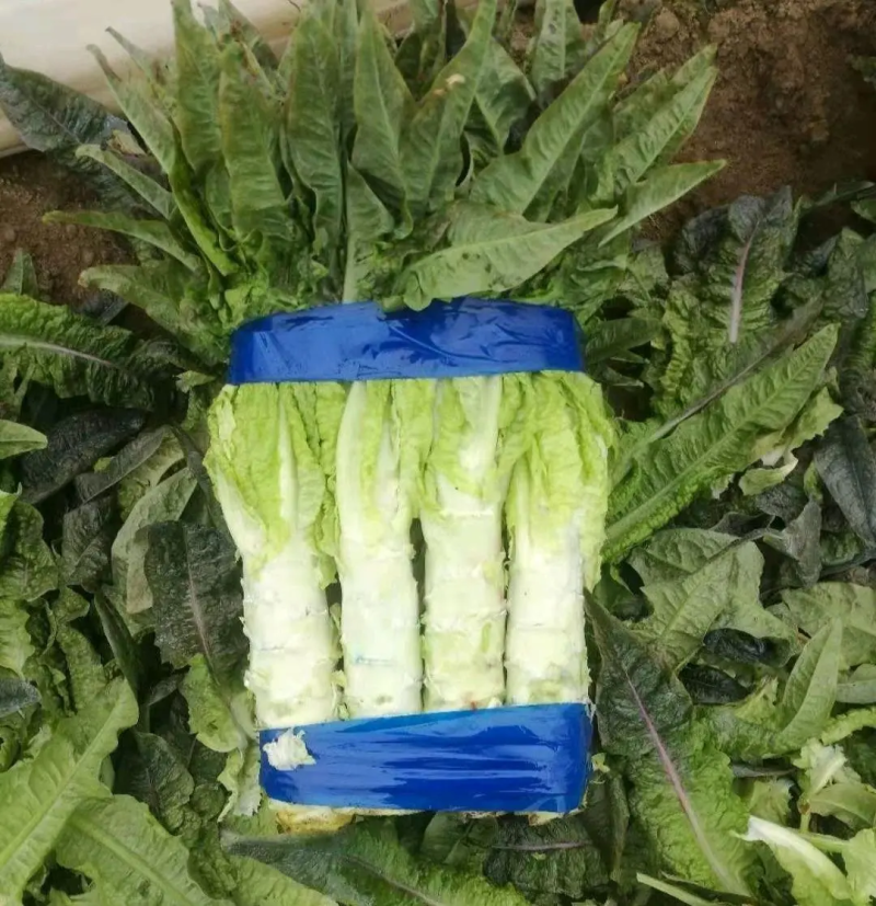 红叶香莴笋尖叶莴苣安徽产地直供代发全国市场商超电联优惠