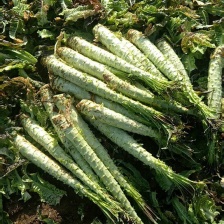 莴苣，， 永安红叶莴苣。永安紫叶莴苣。杆子。。。。。。。