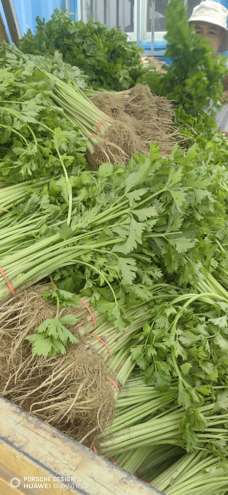 【新品上市】山东聊城，产地直发 品质保障代发全国