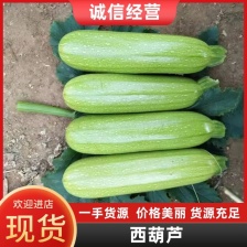 山东西葫芦大量供应中对接市场档口量大从优规格齐全品质好