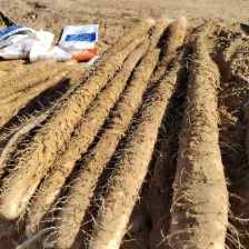 山东省优质白玉山药大量现货火爆热卖中超市农贸市场均可发货