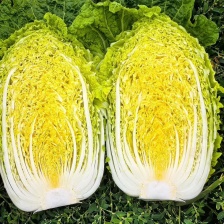 义秋大白菜批发市场平台一手货源充足