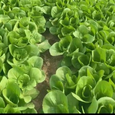 义秋大白菜批发市场平台一手货源充足