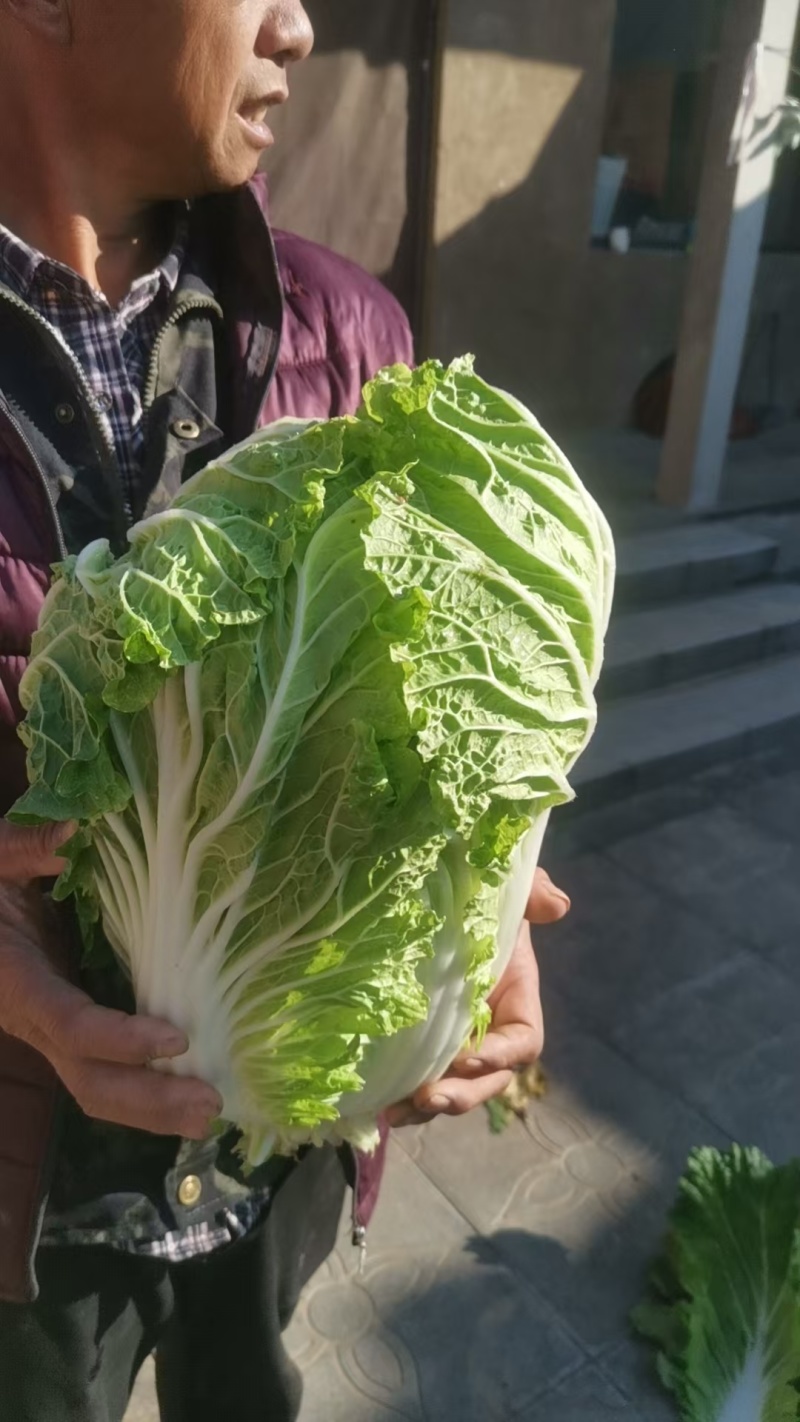 义秋大白菜批发市场平台一手货源充足