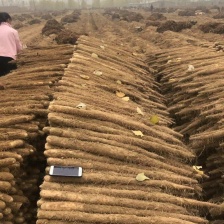 山东省优质白玉山药火爆热卖中供应全国各地超市电商平台等