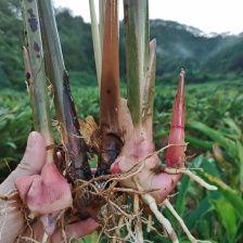 新鲜山姜头潮汕老南姜山姜南姜山姜南姜山姜整箱包邮蔬菜山姜