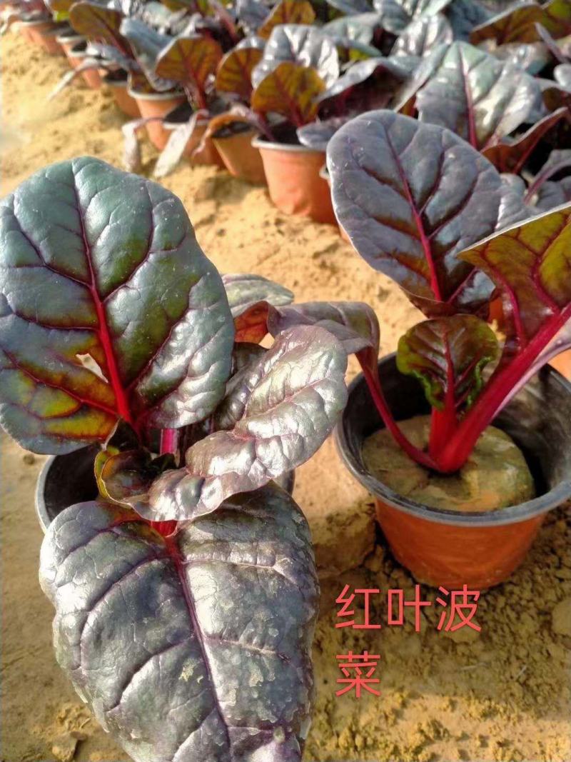 冬季绿化抗寒红叶甜菜