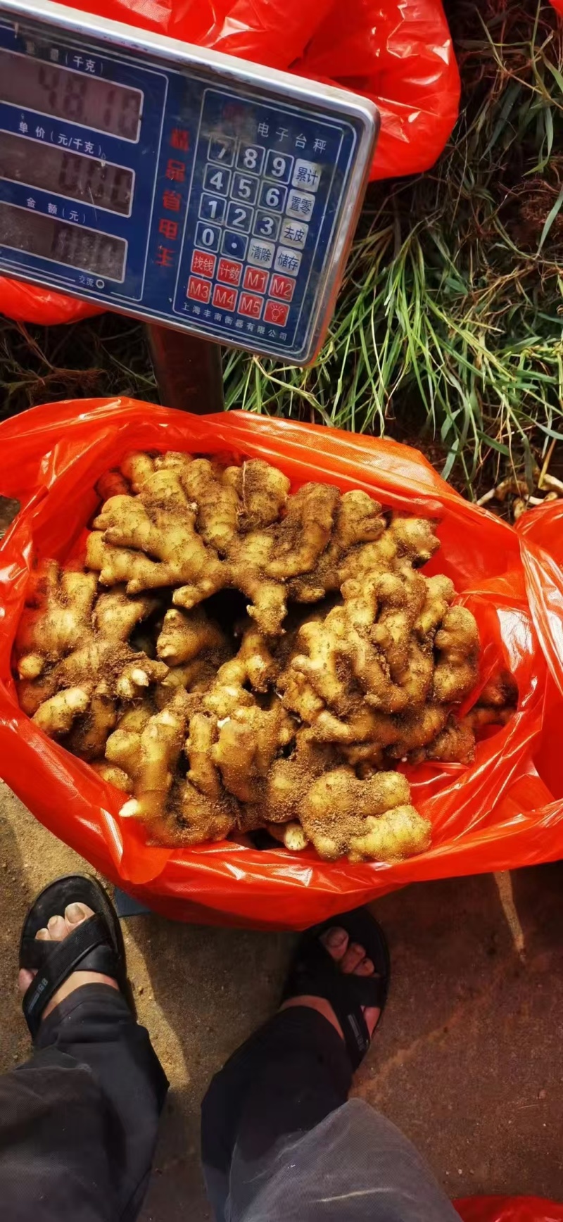 云南红土小黄姜（小黄 二黄）坏烂包赔/原产地供应代发全国