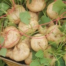 湛江雷州新苗货，一手货源，惊爆价