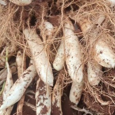 现挖冬粉薯广东竹薯新鲜竹芋竹根薯现发煲汤农家自种凉粉火锅