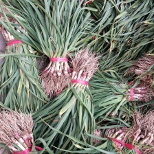 喆喆果蔬专业合作社