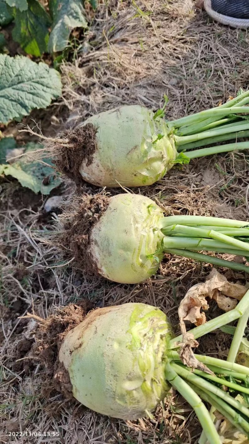 芥菜头，疙瘩头，300亩基地，腌制厂货！半斤起步