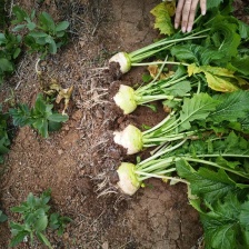 芥菜头，疙瘩头，300亩基地，腌制厂货！半斤起步