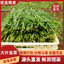 河北大叶韭菜 头刀二刀 大量上市 根粗叶绿不超高产地发货